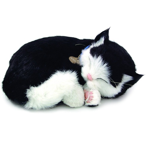 Black White Shorthair Cat Bundle
